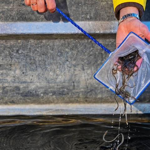 19.03.2025, Berlin: Britta Behrendt, Staatssekretärin für Klimaschutz und Umwelt beim Berliner Senat, setzt mit Hilfe eines kleinen Keschers von einem Boot aus Glasaale in die Havel.(Quelle:dpa/S.Stache)