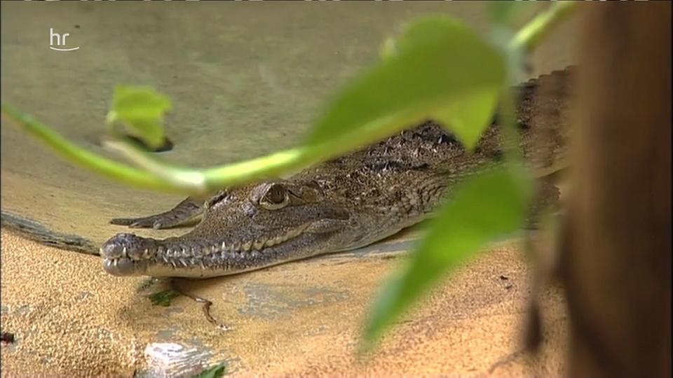 Giraffe, Erdmännchen & Co.: Voll das Leben (56) | ARD Mediathek