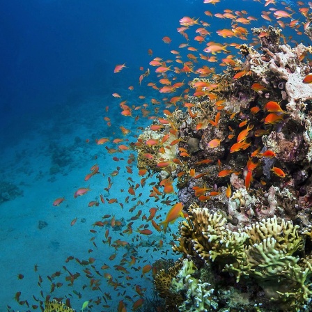 Ein großer Fischschwarm schwimmt unter Wasser am Great Barrier Reef in Australien.