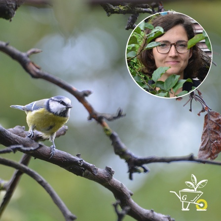 Komm mit in den Garten - Vögel im Garten richtig füttern