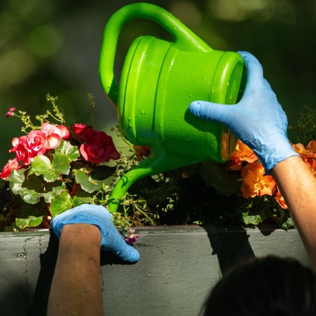 Eine Frau gießt ein Blumenbeet mit einer kleinen, grünen Gießkanne.