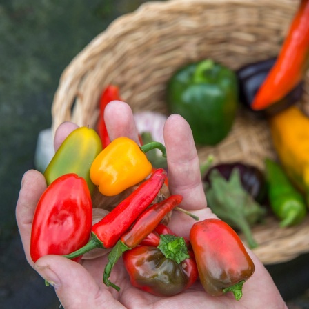 Kleines Gemüse, wie zum Beispiel Paprika, in einer Hand. Im Hintergrund ein Korb mit Nachgemüse. Diese Pflanzen können Sie sehr gut auf dem Balkon anbauen.