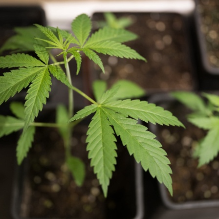 Cannabis-Pflanze in einem Kübel