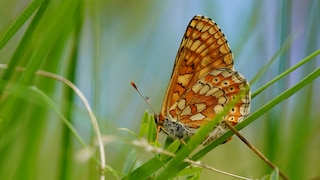 Brauner Schmetterling; Bild: rbb/Wolfgang Albus
