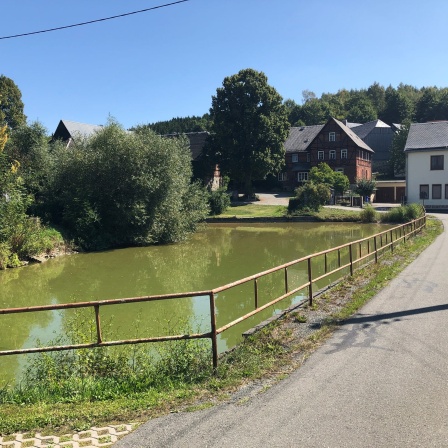 Ein Dorfteich mit grünem Wasser