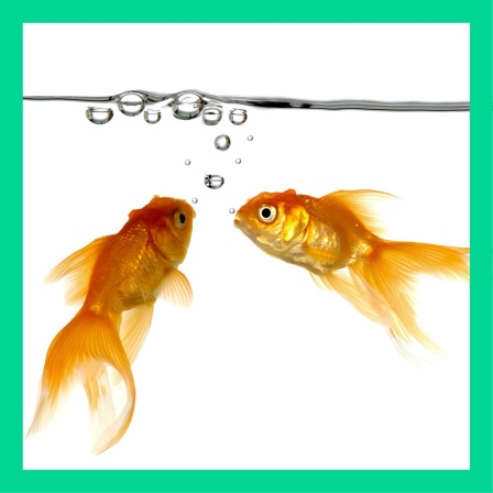Machen Fische auch mal Blubb?