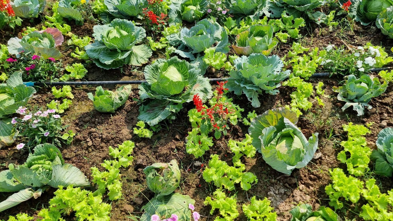 Perfektes Gemüsebeet, Rasenpflege, Bodendämpfer