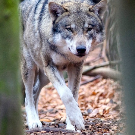 Ein Wolf im Wald