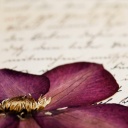Auf einem handschriftlichen Brief liegen getrocknete Blüten.