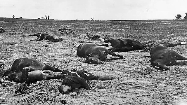 Tote Menschen und tote Pferde auf einem Schlachtfeld