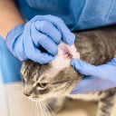 Ein Tierarzt untersucht das Ohr einer Katze: Katzen werden als Kitten gegen Ohrmilben behandelt. Sollten sie dennoch regelmäßig Probleme mit den Ohren haben, muss man sich den Abstrich unter dem Mikroskop anschauen und prüfen, was genau die Ursache ist: Pilze, Bakterien oder tatsächlich Milben.