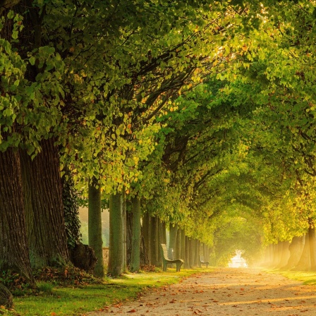 Tunnelartige Lindenallee im Morgenlicht im Park von Schloss Hundisburg bei Haldensleben.