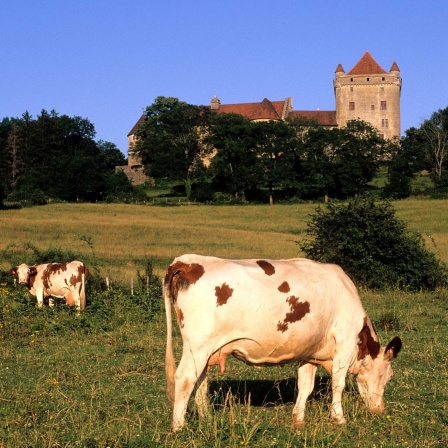 Kühe im Departement Jura 