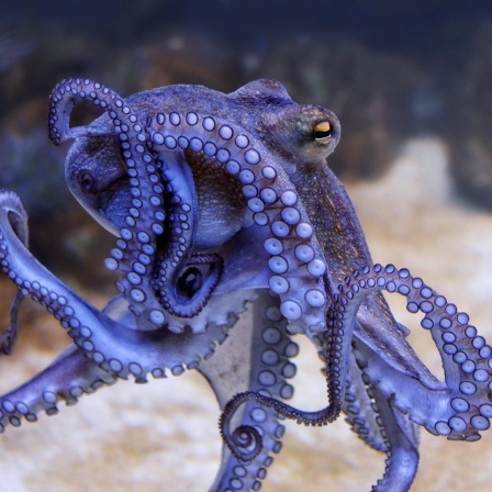 Ein Körper voll Gehirn - Wie clever ist der Oktopus?