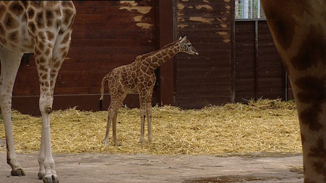Das junge Giraffenmädchen hat Freigang.