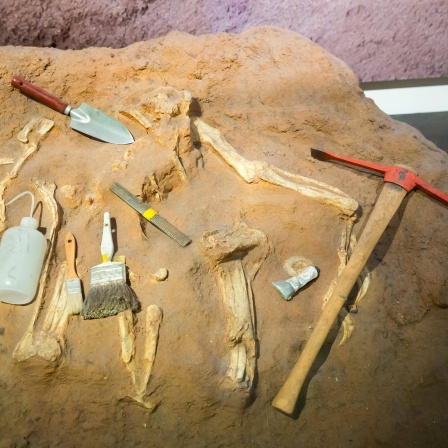 Werkzeug eines Paläontologen bei Knochenfund. Hobby-Forschende fanden die weltweit ältesten Reptilienspuren in Australien. Sie stellen den Zeitrahmen der Evolution in Frage.