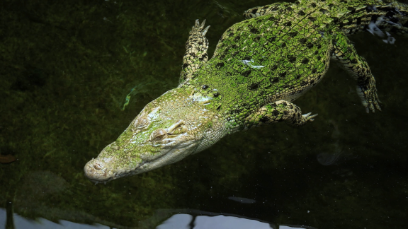 Wer Weiß Denn Sowas? - Wozu Sind Krokodile Nicht In Der Lage.