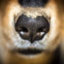 Hundstage: Spürsinn. Nase eines Collie-Retriever-Hunde-Mischlings