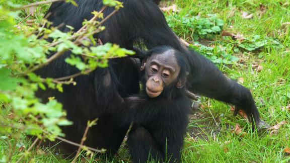 Wer Weiß Denn Sowas? - Was Fanden Forschende über Soziale Tierarten Wie Primaten Heraus.