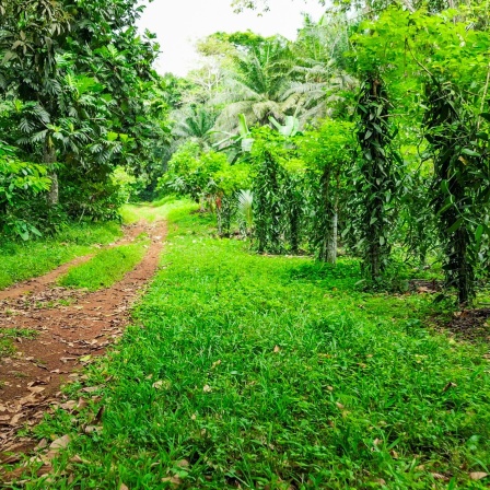 Vanilla plantation on Reunion Island. Agriculture in tropical climate.