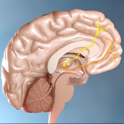 Neuroplastizität - Wie das Gehirn sich neu strukturiert