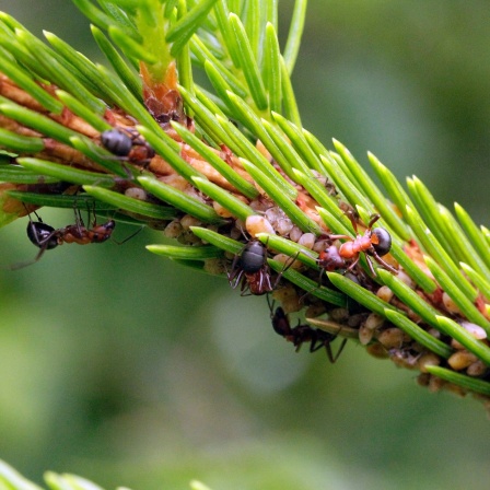 Rotbraun gepuderte Fichtenrindenläuse (Lachniden) an einem Fichtenzweig mit Ameisenbesuch. Die Baumläuse saugen den Phloemsaft und scheiden den Honigtau aus. Dieser wird von Ameisen und Insekten aufgenommen. Die Bienen holen ihn, um daraus den Waldhonig zu produzieren.