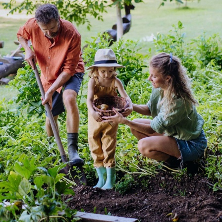 Familie im Garten beim Kartoffelernten. 