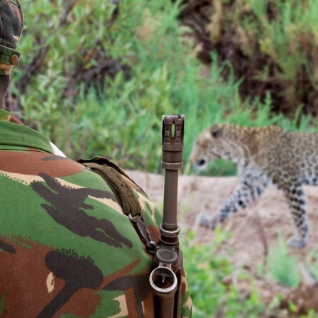 Ein Wildhüter von hinten fotografiert mit einem Gewehr über der Schulter, ein Leopard läuft an vor ihm entlang. 