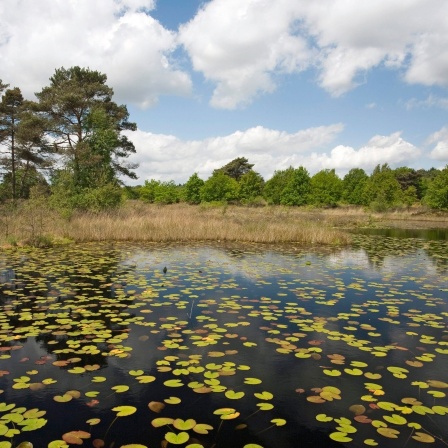 Moorsee Rolvennen mit Seerosenblättern im Nationalpark De Meinweg