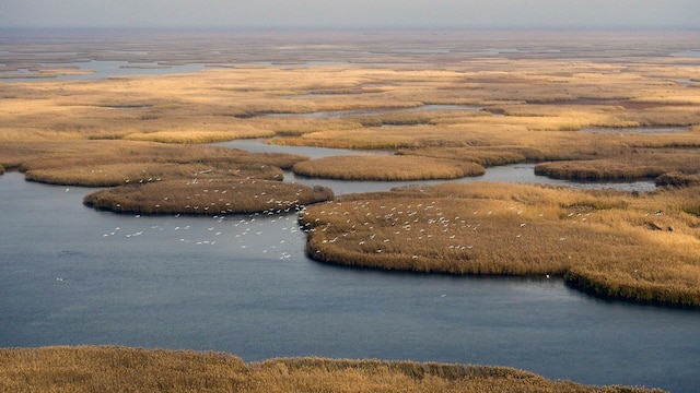 Das Wolgadelta ist das größte zusammenhängende Schilfgebiet der Erde.