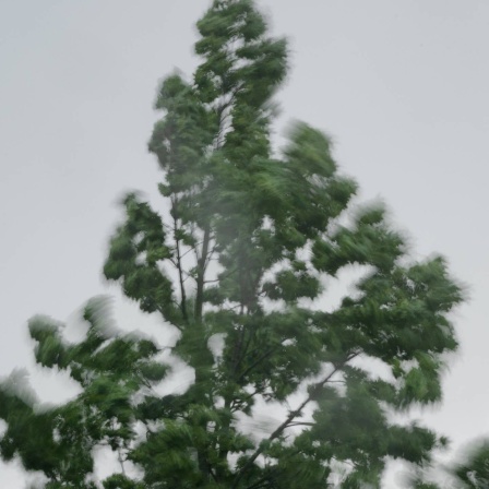 O Tannenbaum, wo sind deine Blätter