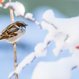 Sperling im Winter