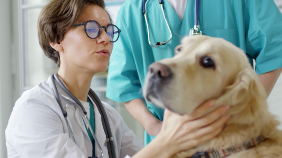 Wer Weiß Denn Sowas? - Worauf Sollten Hundehalter Streng Achten.