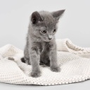 Katze steht auf weicher Decke: Ist das Treten auf weichen Unterlagen ein Verhaltensmuster