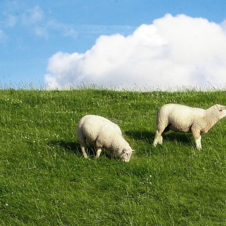 Schafe grasen an einem Deich