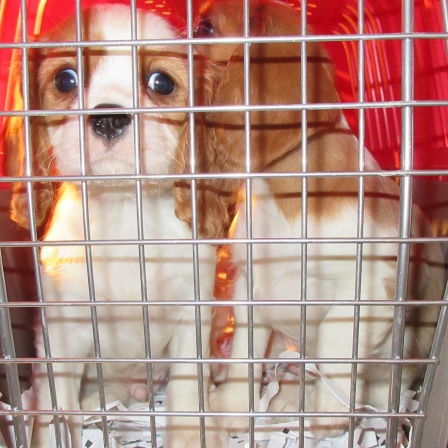 Hundewelpen sitzen in einem vergitterten Transportbehälter.