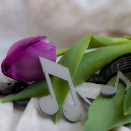 Musikalischer Frühling: Tulpen mit Musiknoten (Symbolbild)