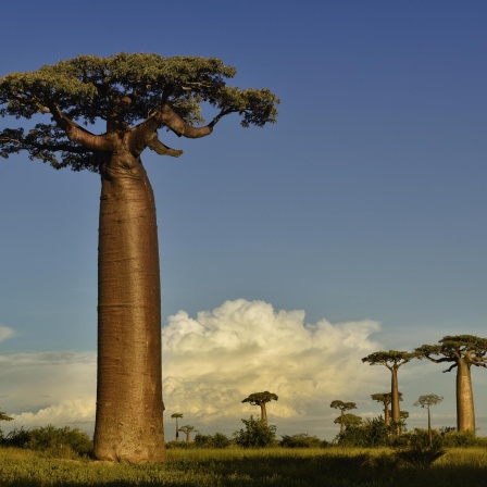 Baobab - Der Baum der Geister