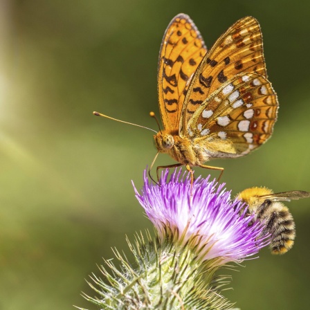 Biene und Schmetterling