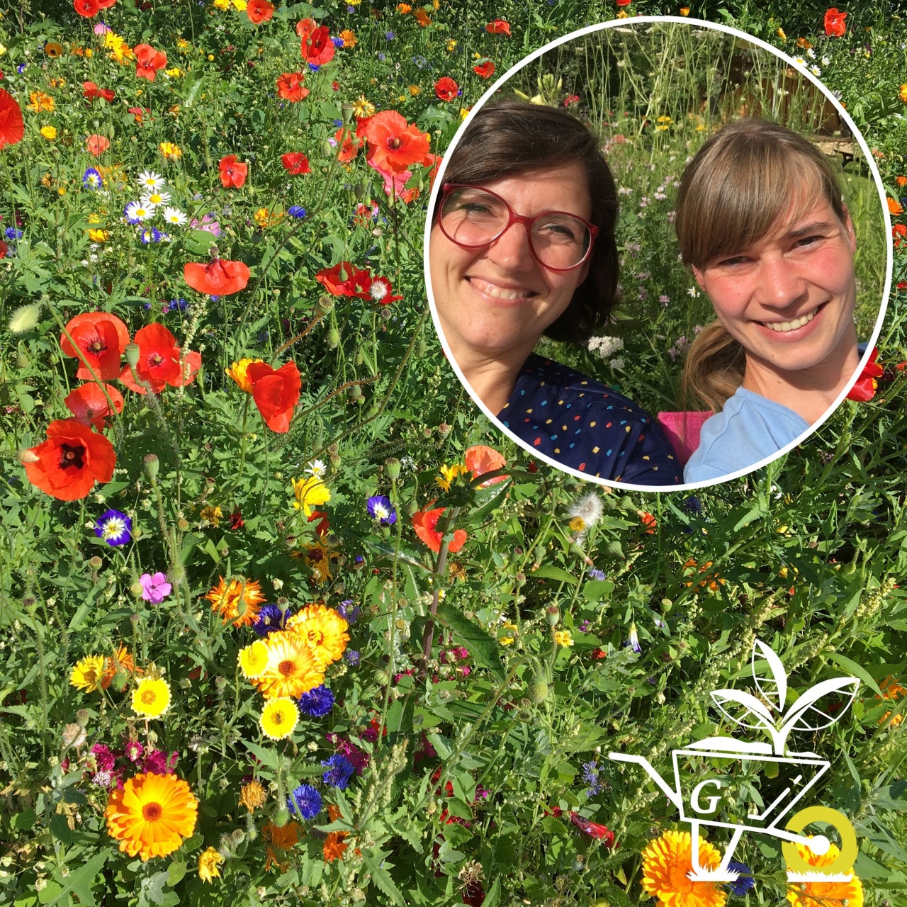 Komm mit in den Garten · 15 Eine Sommerblumenwiese anlegen · Podcast