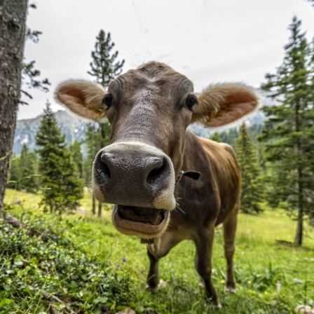 Eine Kuh auf einer Weide in Südtirol schaut in die Kamera