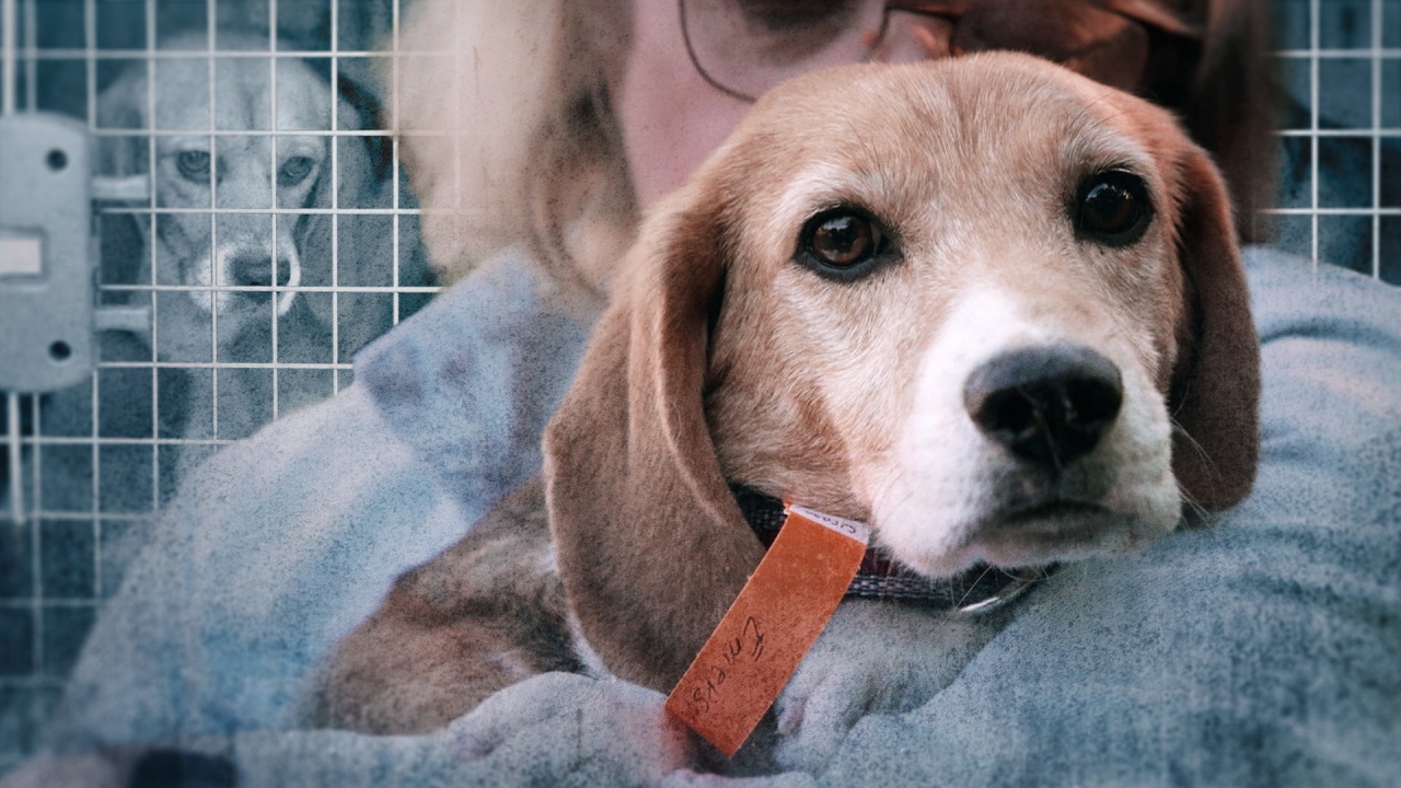 Tierversuche an Hunden: Das Leiden im Labor