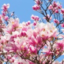 Eine Magnolie mit rosa Blüten vor blauem Himmel