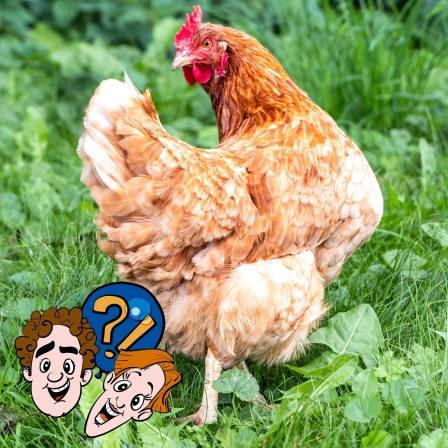Gehen Hühnern auch mal die Eier aus?