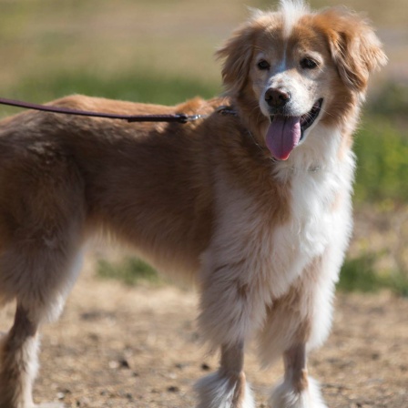 Die Tierdocs: Hund trinkt Alkohol