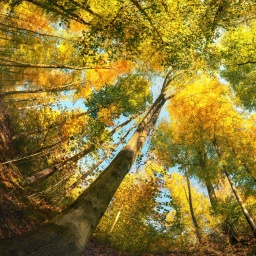 Ein bunter Herbstwald.