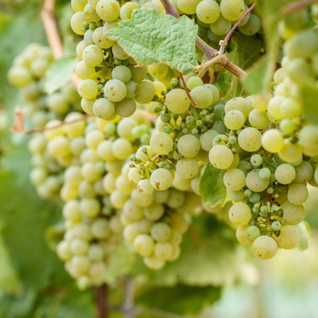 Rieslingtrauben hängen am Stock in einem Weinberg
