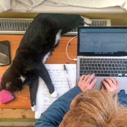 Eine Katze liegt auf dem Schreibtisch eines Arbeiters im Homeoffice.