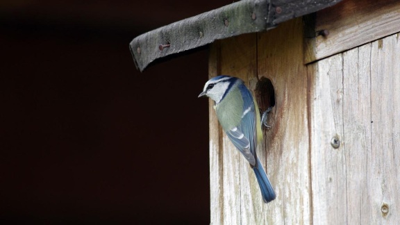 Ard-buffet - Nistkästen Für Vögel - Darauf Sollten Sie Achten