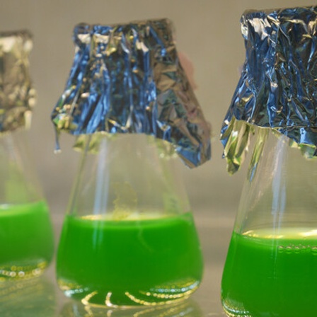 Kulturen von fotosynthetischen Algen bzw. fotosynthetischen Bakterien die RubisCO verwenden